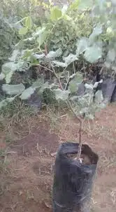 شتلات خروب 1