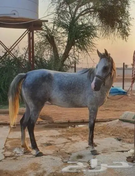 افراس للبيع 3
