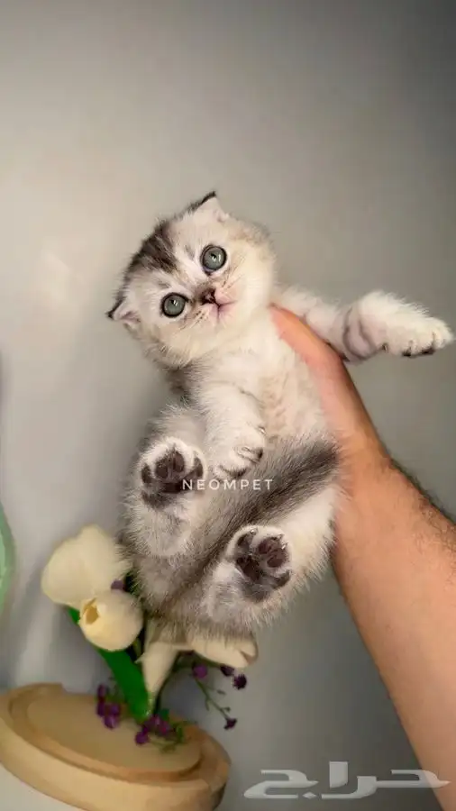 قطط المدينة للبيع صغيره قطه بسه سكوتش انثى ذكر هاف بيكي فيس 0
