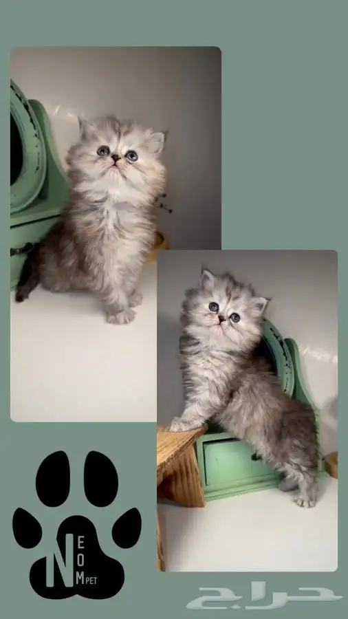 قطط المدينة للبيع صغيره قطه بسه سكوتش انثى ذكر هاف بيكي فيس 6
