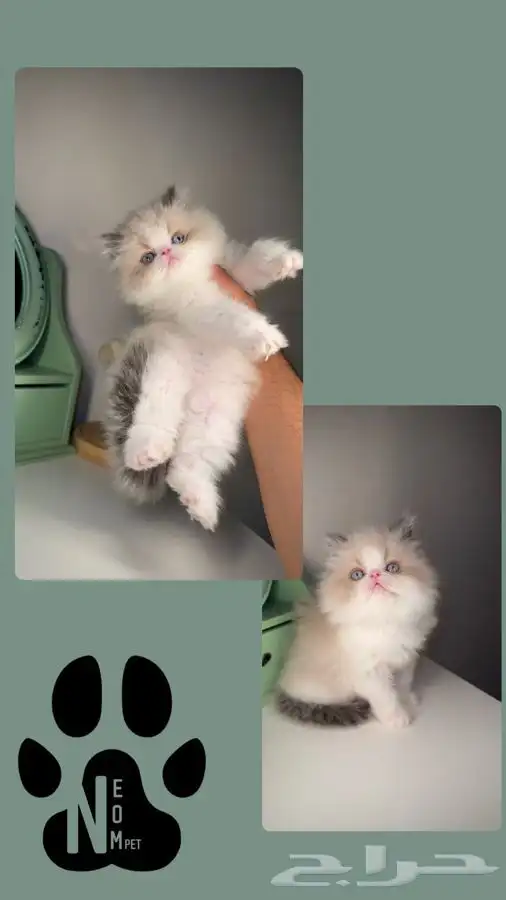 قطط المدينة للبيع صغيره قطه بسه سكوتش انثى ذكر هاف بيكي فيس 5