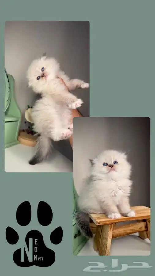 قطط المدينة للبيع صغيره قطه بسه سكوتش انثى ذكر هاف بيكي فيس 2