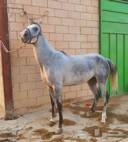 افراس للبيع 4