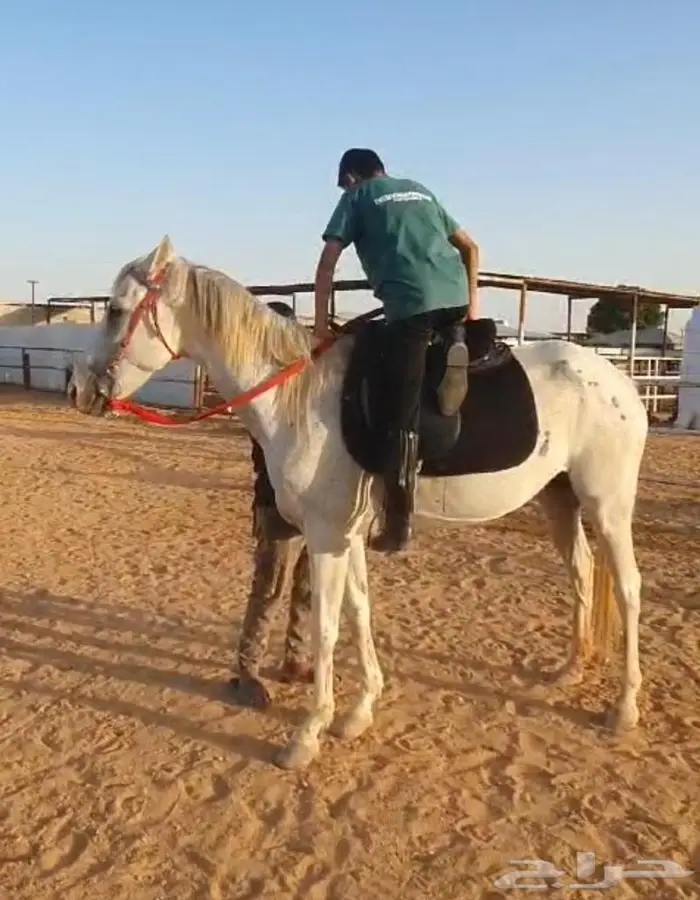 افراس للبيع 8
