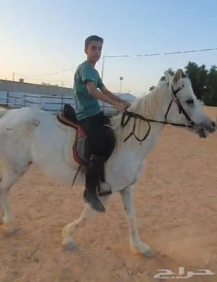 افراس للبيع 2