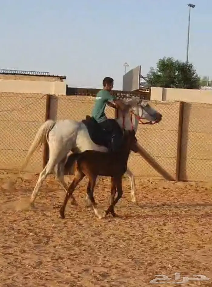 افراس للبيع 9