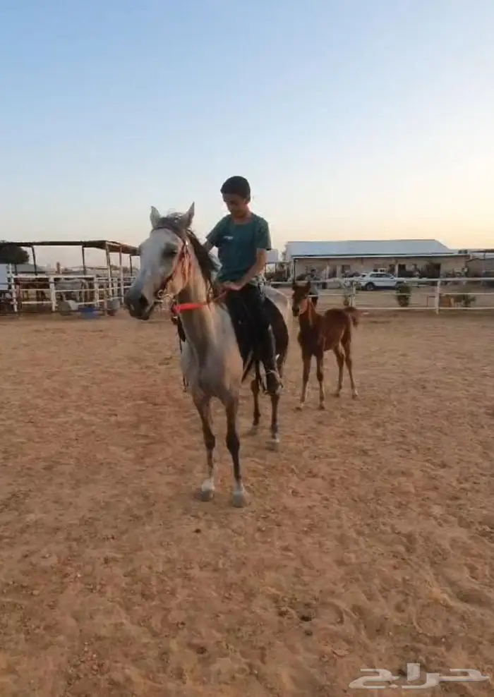 افراس للبيع 12