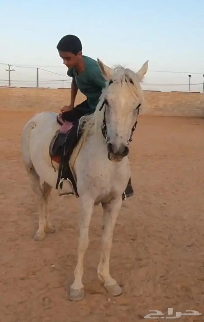 افراس للبيع 1