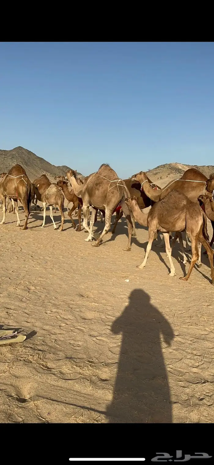 ابل سواحل كفو فرديات عددها 18 بلفحل فيه 10 خلفات 1