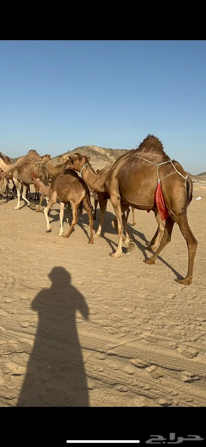 ابل سواحل كفو فرديات عددها 18 بلفحل فيه 10 خلفات 2