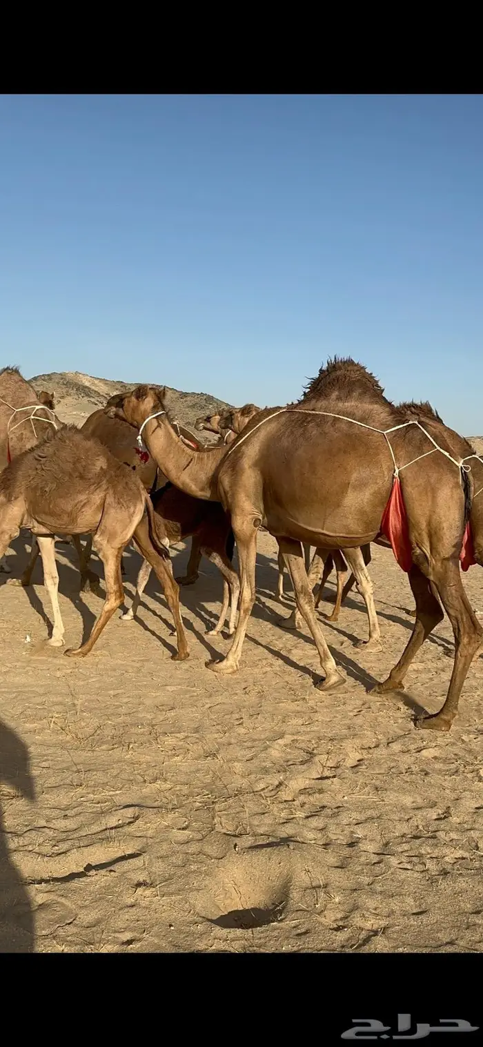ابل سواحل كفو فرديات عددها 18 بلفحل فيه 10 خلفات 3