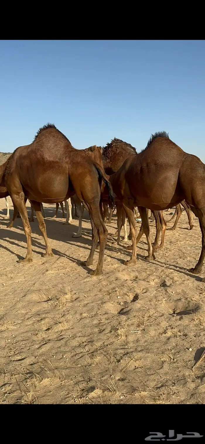 ابل سواحل كفو فرديات عددها 18 بلفحل فيه 10 خلفات 6