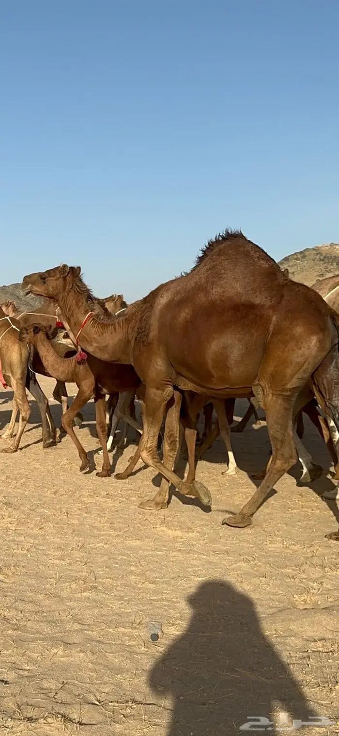 ابل سواحل كفو فرديات عددها 18 بلفحل فيه 10 خلفات 7