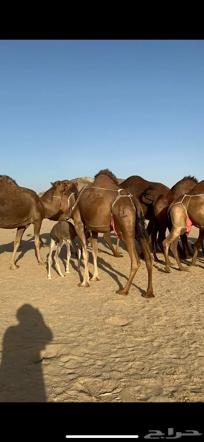 ابل سواحل كفو فرديات عددها 18 بلفحل فيه 10 خلفات 9