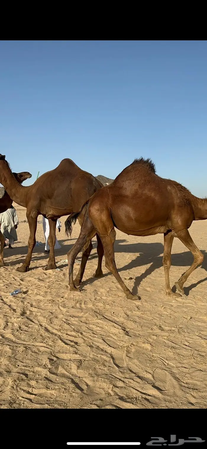 ابل سواحل كفو فرديات عددها 18 بلفحل فيه 10 خلفات 10
