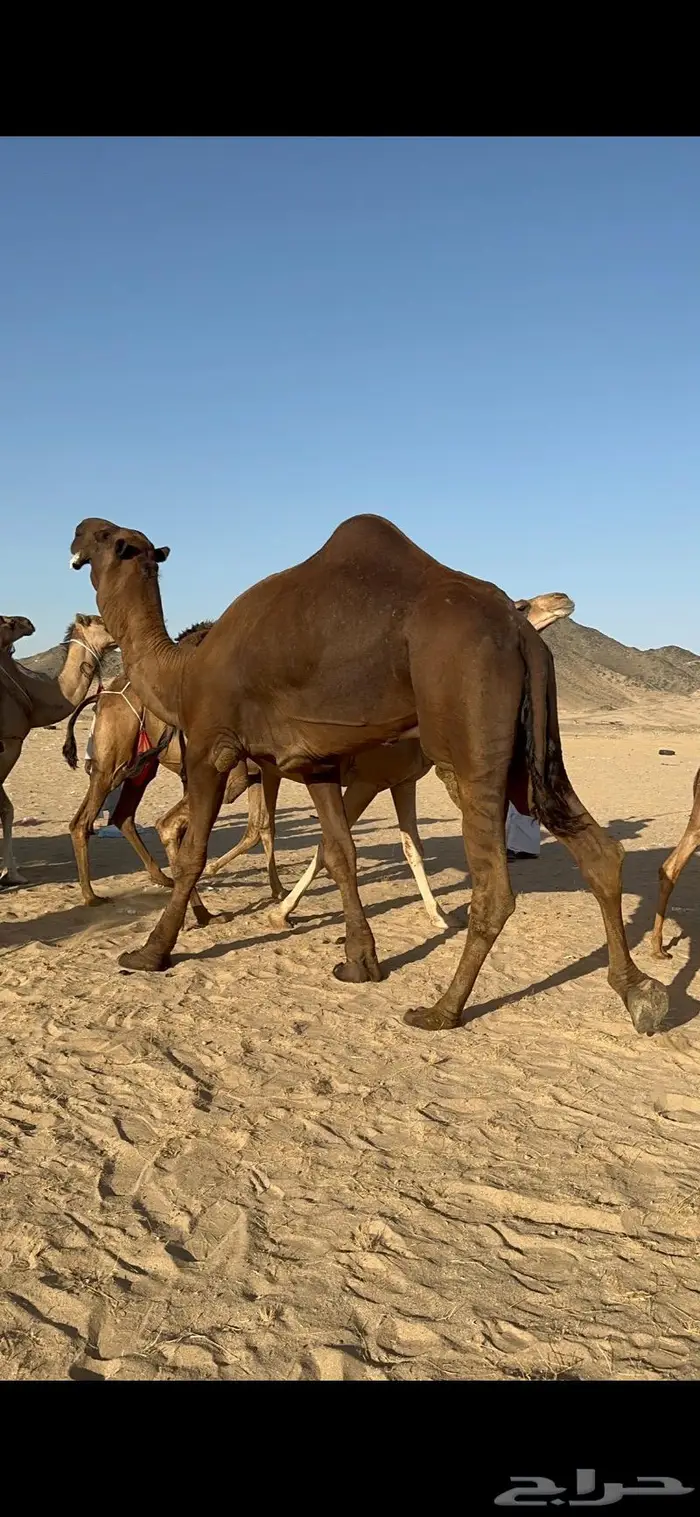 ابل سواحل كفو فرديات عددها 18 بلفحل فيه 10 خلفات 11