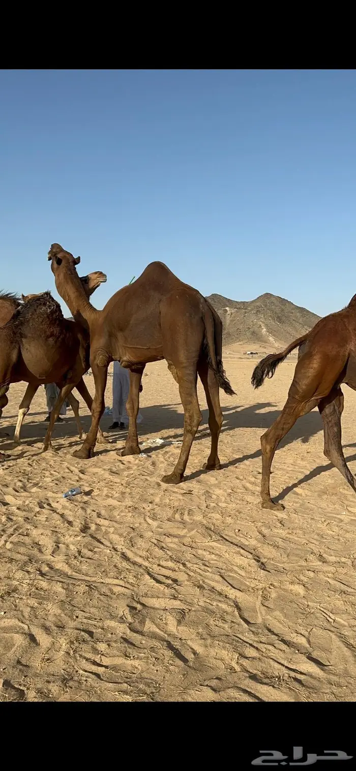 ابل سواحل كفو فرديات عددها 18 بلفحل فيه 10 خلفات 12