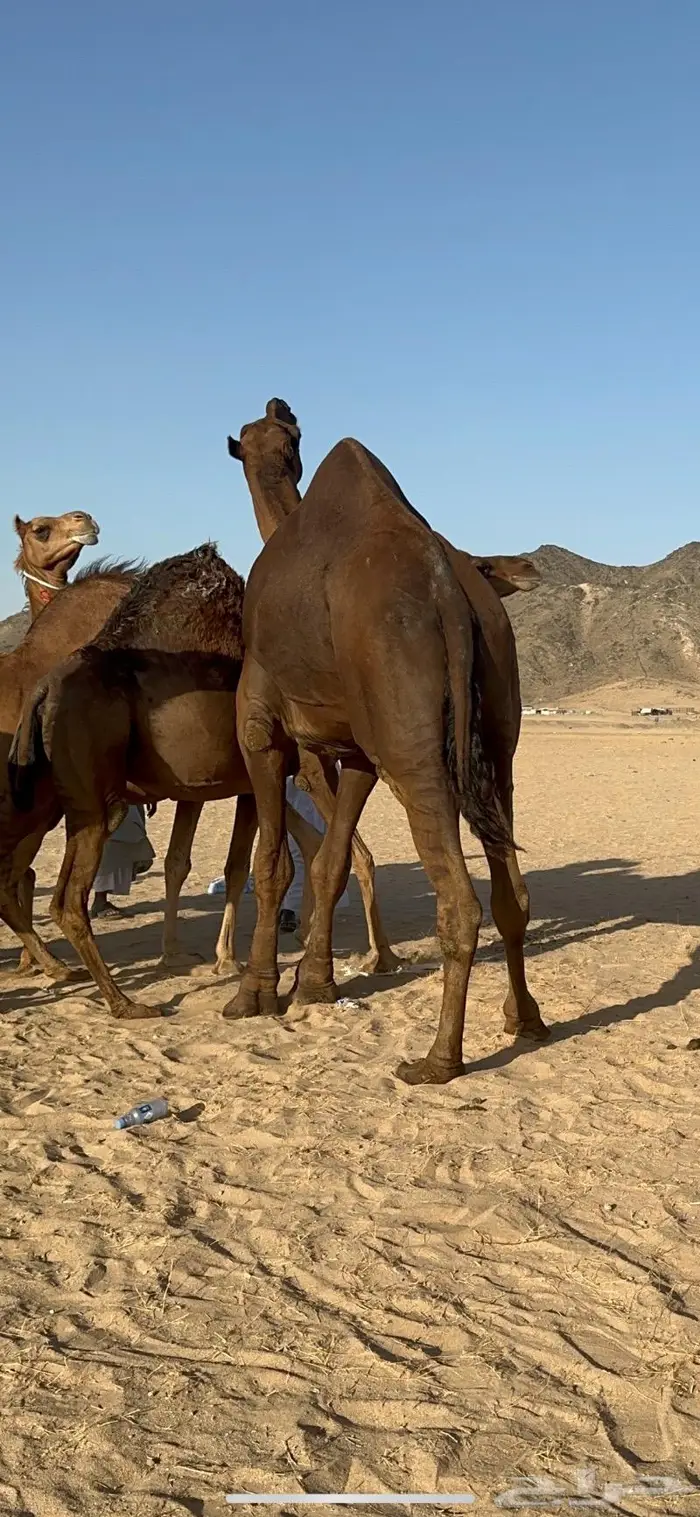 ابل سواحل كفو فرديات عددها 18 بلفحل فيه 10 خلفات 17