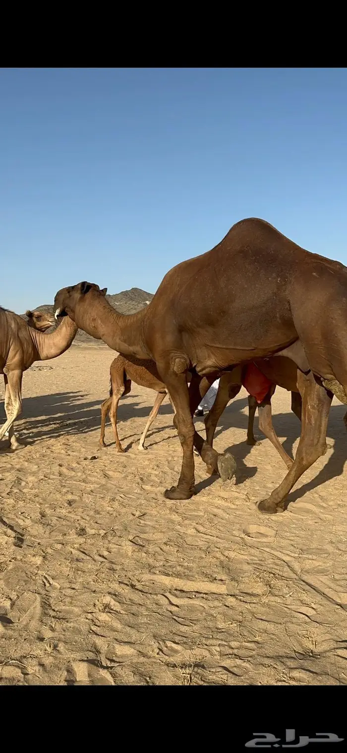 ابل سواحل كفو فرديات عددها 18 بلفحل فيه 10 خلفات 0
