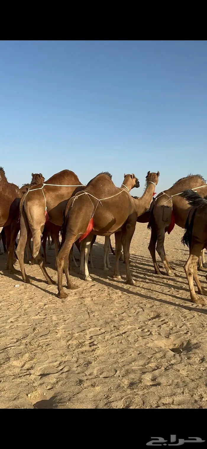 ابل سواحل كفو فرديات عددها 18 بلفحل فيه 10 خلفات 28