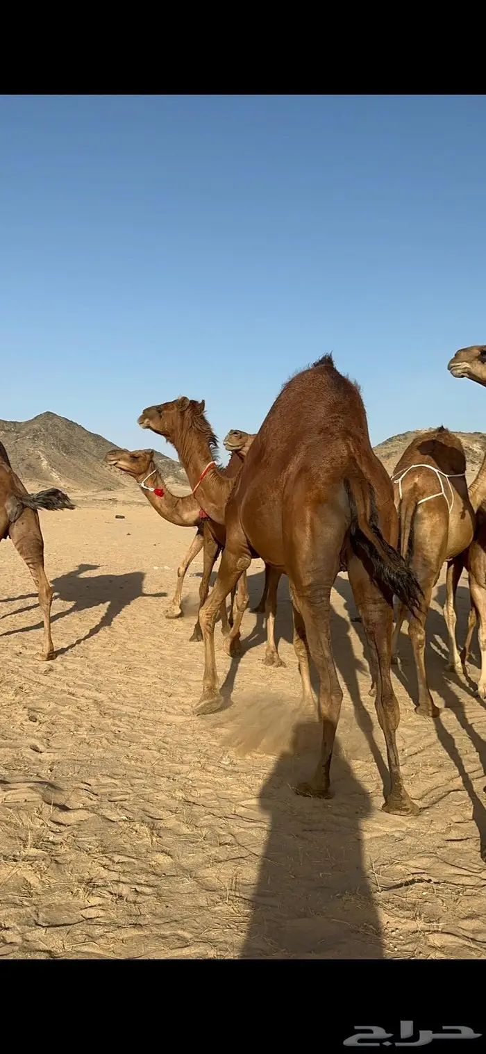 ابل سواحل كفو فرديات عددها 18 بلفحل فيه 10 خلفات 30