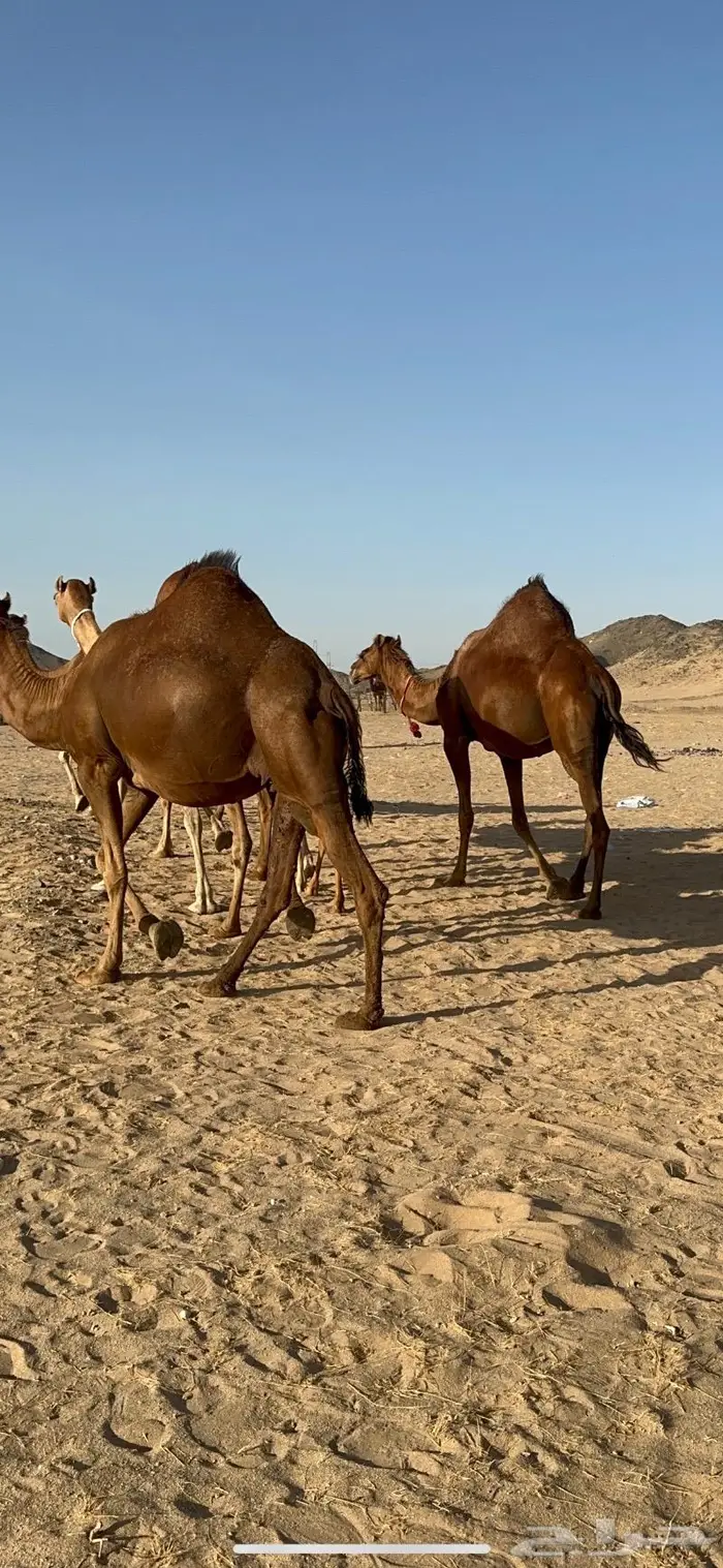 ابل سواحل كفو فرديات عددها 18 بلفحل فيه 10 خلفات 35