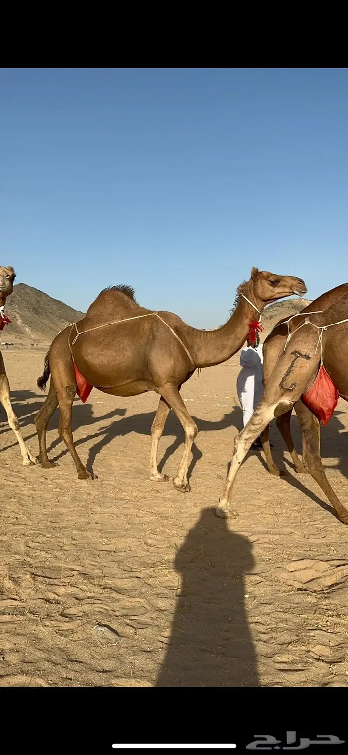 ابل سواحل كفو فرديات عددها 18 بلفحل فيه 10 خلفات 20