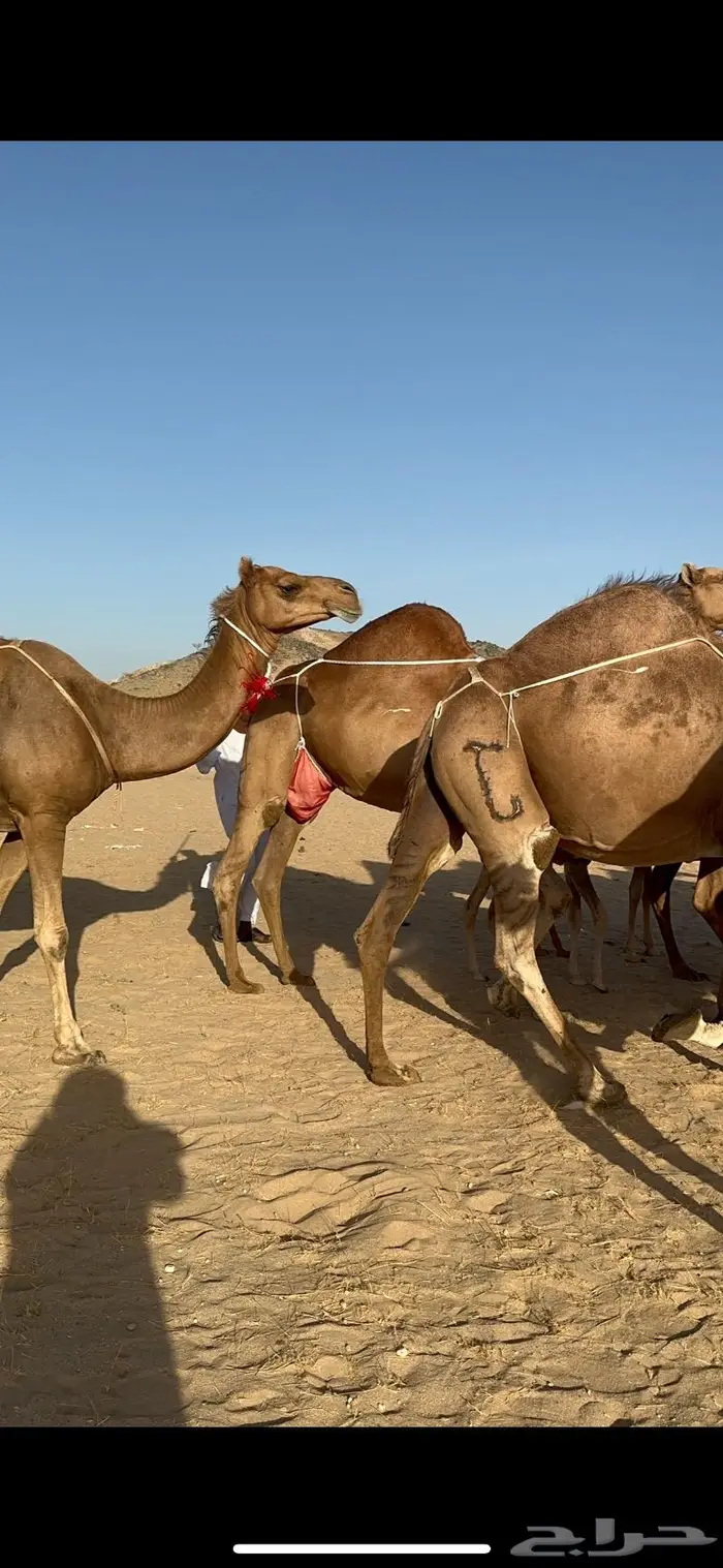 ابل سواحل كفو فرديات عددها 18 بلفحل فيه 10 خلفات 21