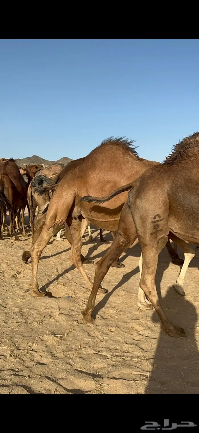 ابل سواحل كفو فرديات عددها 18 بلفحل فيه 10 خلفات 24