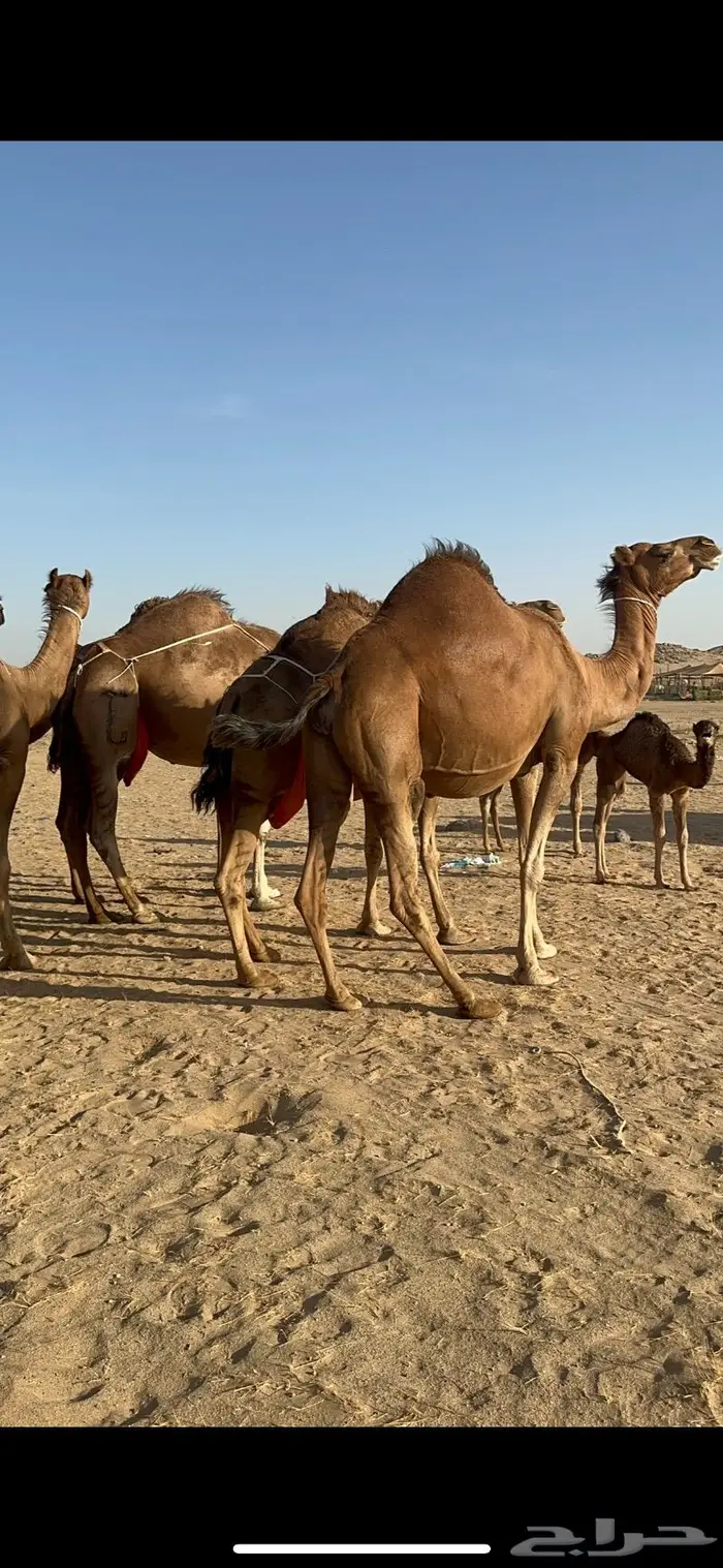 ابل سواحل كفو فرديات عددها 18 بلفحل فيه 10 خلفات 25