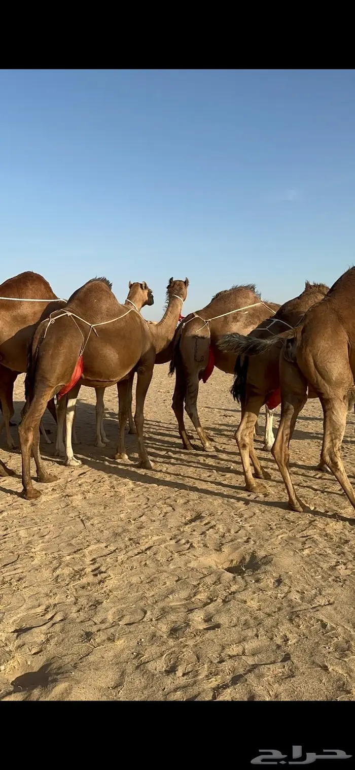 ابل سواحل كفو فرديات عددها 18 بلفحل فيه 10 خلفات 26