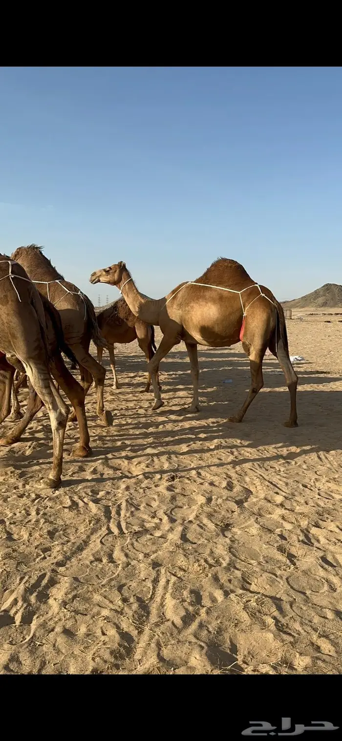 ابل سواحل كفو فرديات عددها 18 بلفحل فيه 10 خلفات 45