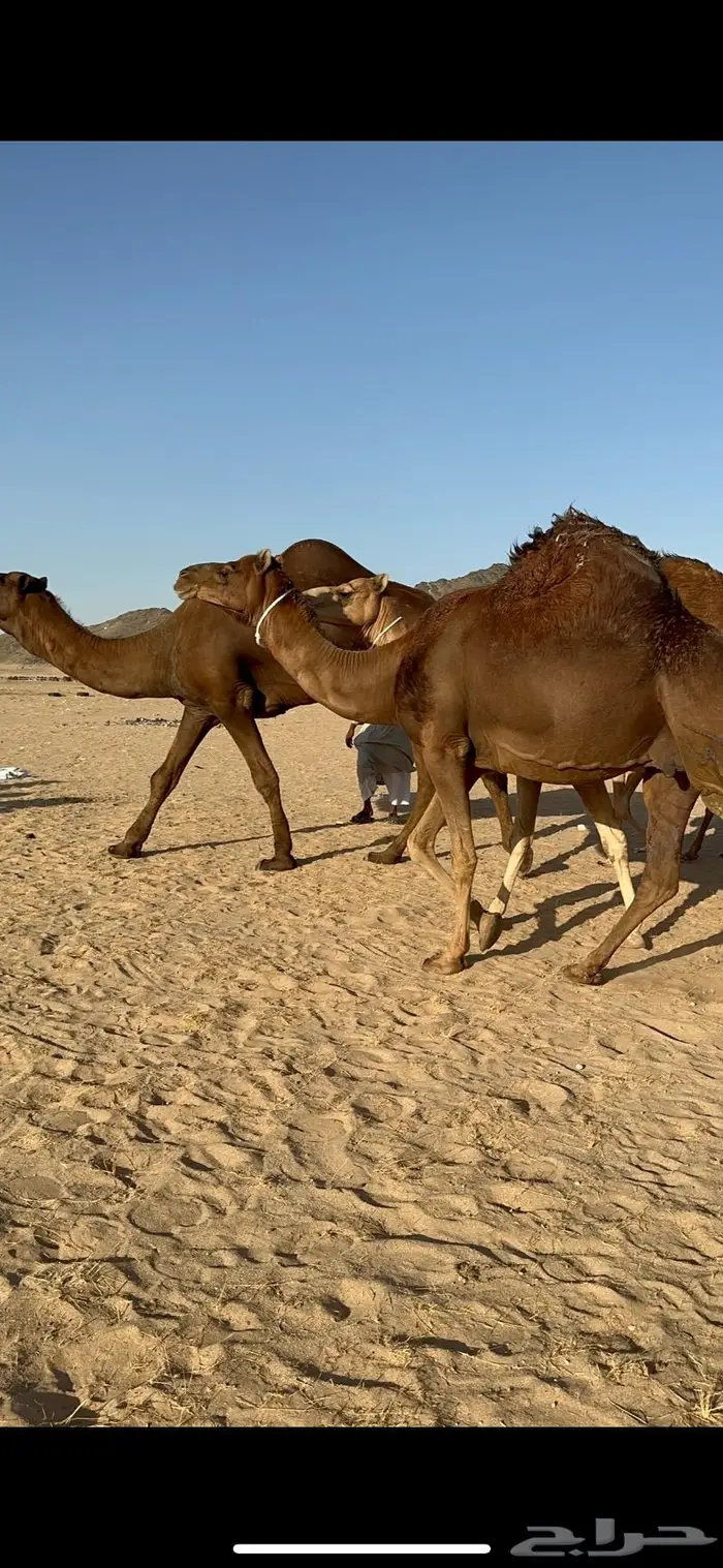 ابل سواحل كفو فرديات عددها 18 بلفحل فيه 10 خلفات 47