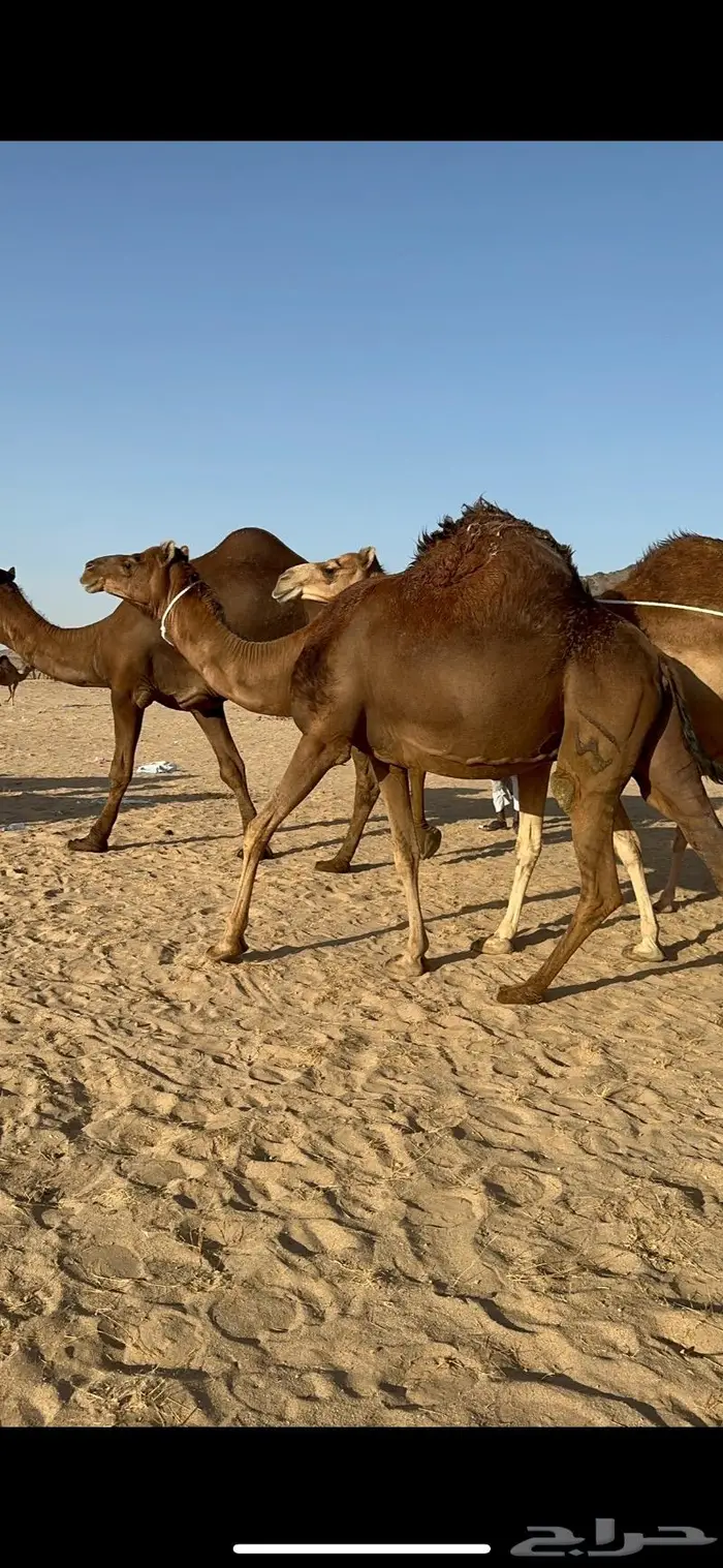 ابل سواحل كفو فرديات عددها 18 بلفحل فيه 10 خلفات 48