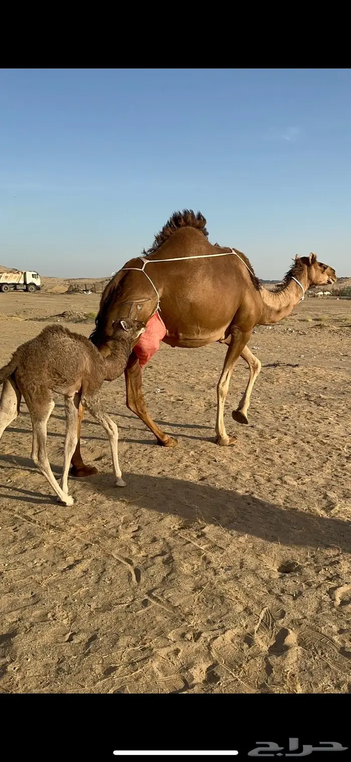 ابل سواحل كفو فرديات عددها 18 بلفحل فيه 10 خلفات 51