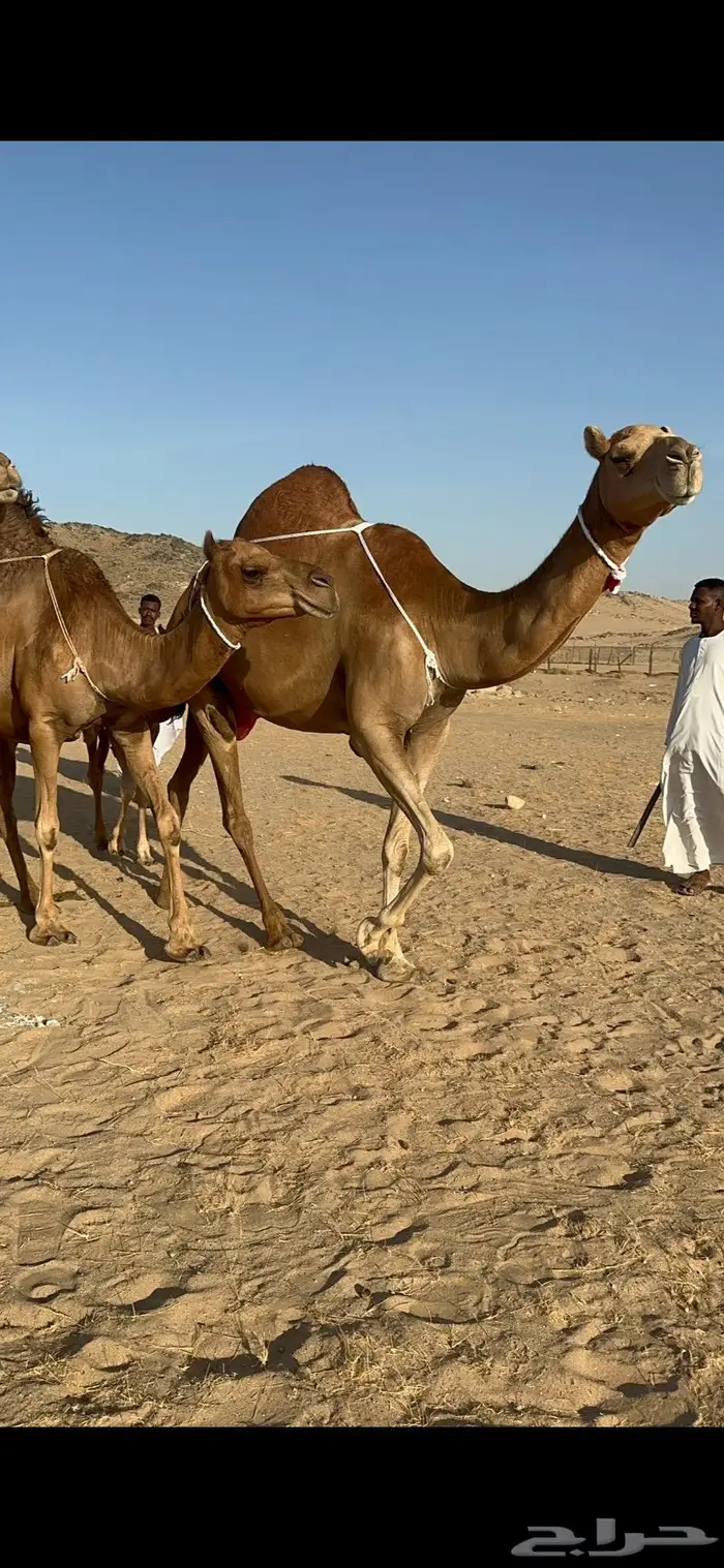 ابل سواحل كفو فرديات عددها 18 بلفحل فيه 10 خلفات 38