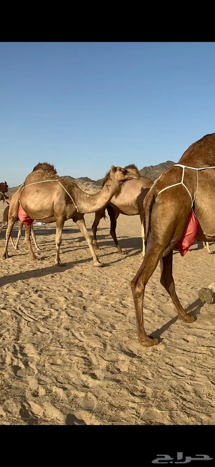 ابل سواحل كفو فرديات عددها 18 بلفحل فيه 10 خلفات 39