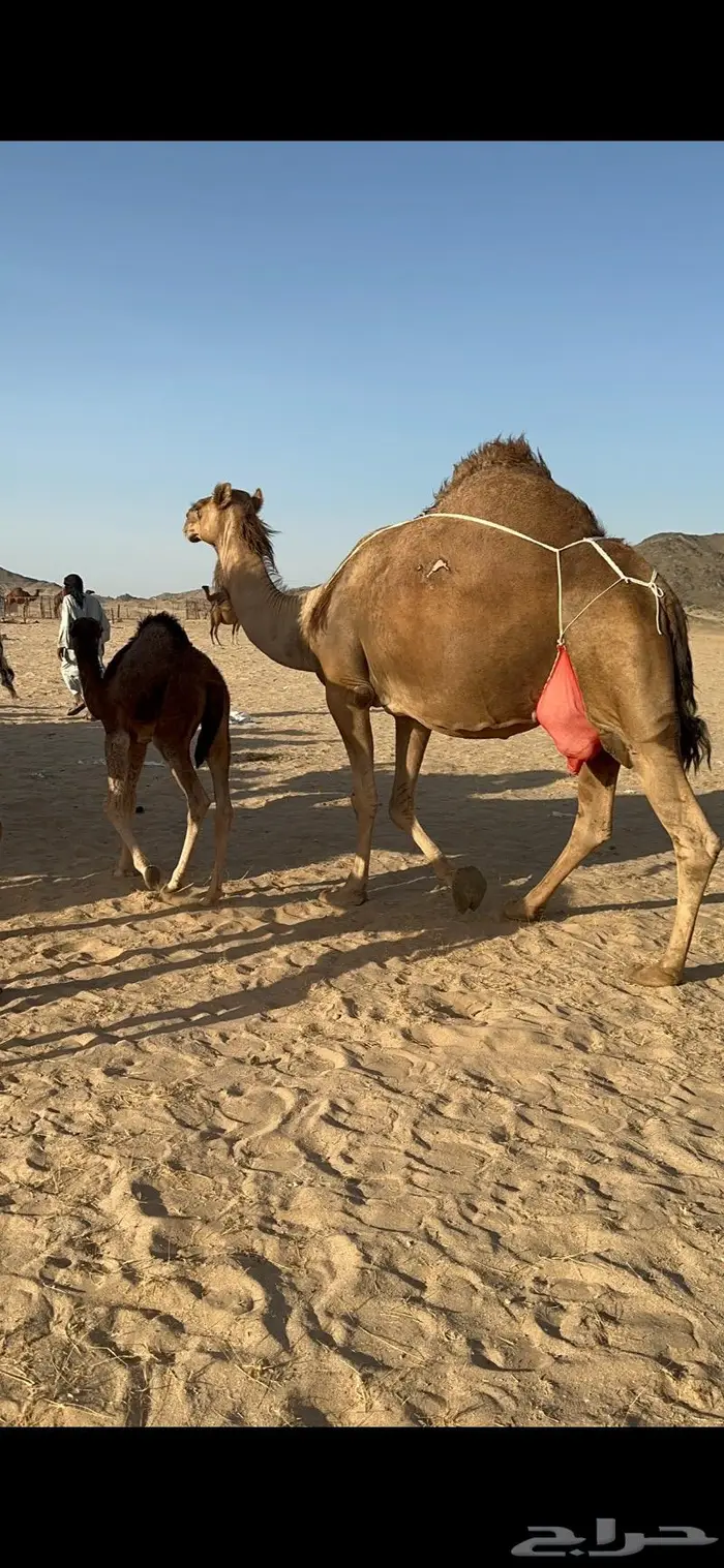 ابل سواحل كفو فرديات عددها 18 بلفحل فيه 10 خلفات 40
