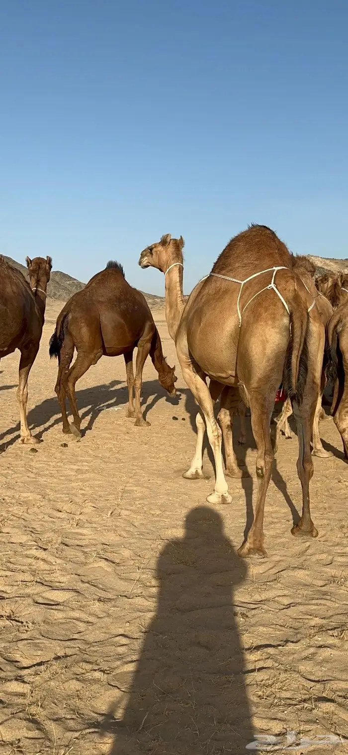 ابل سواحل كفو فرديات عددها 18 بلفحل فيه 10 خلفات 42