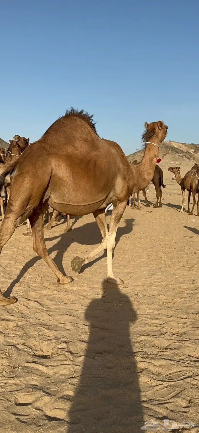 ابل سواحل كفو فرديات عددها 18 بلفحل فيه 10 خلفات 44