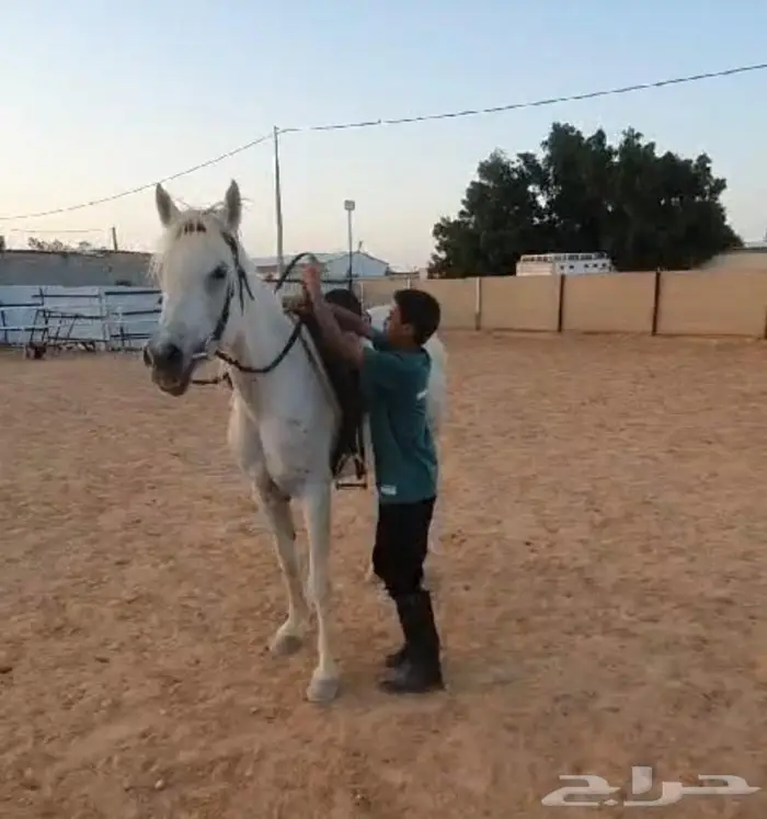افراس للبيع 0