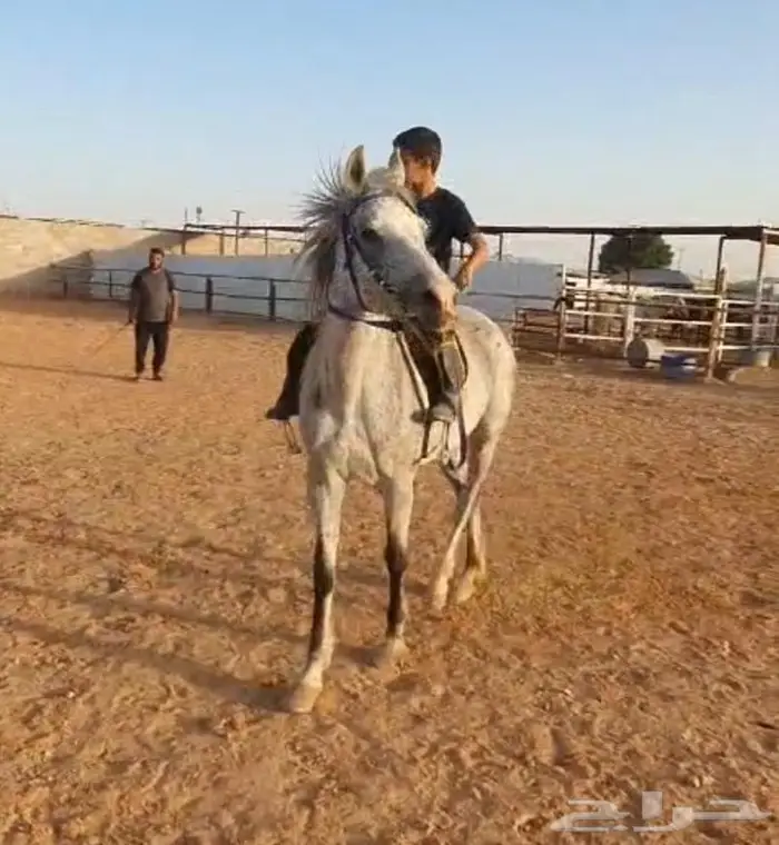 افراس للبيع 6