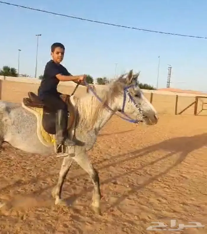 افراس للبيع 5