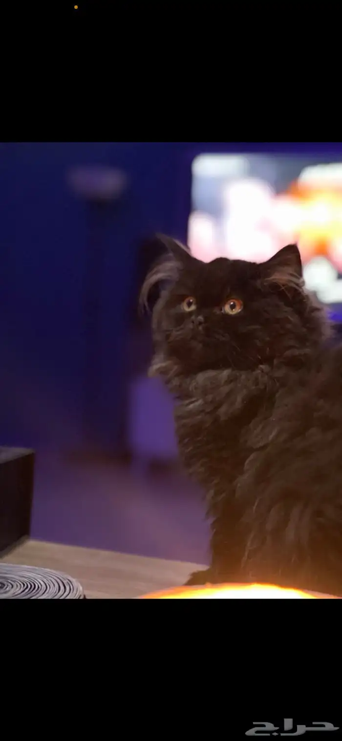 مصور فوتوغرافي محترف 17