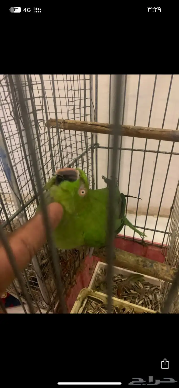انثى دره العمر خمس سنين 4