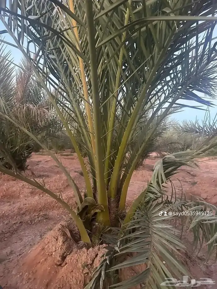 نخل مثمر للبيع 0