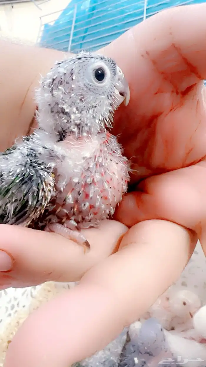 فروخ كنيور غز((تم البيع )) 8