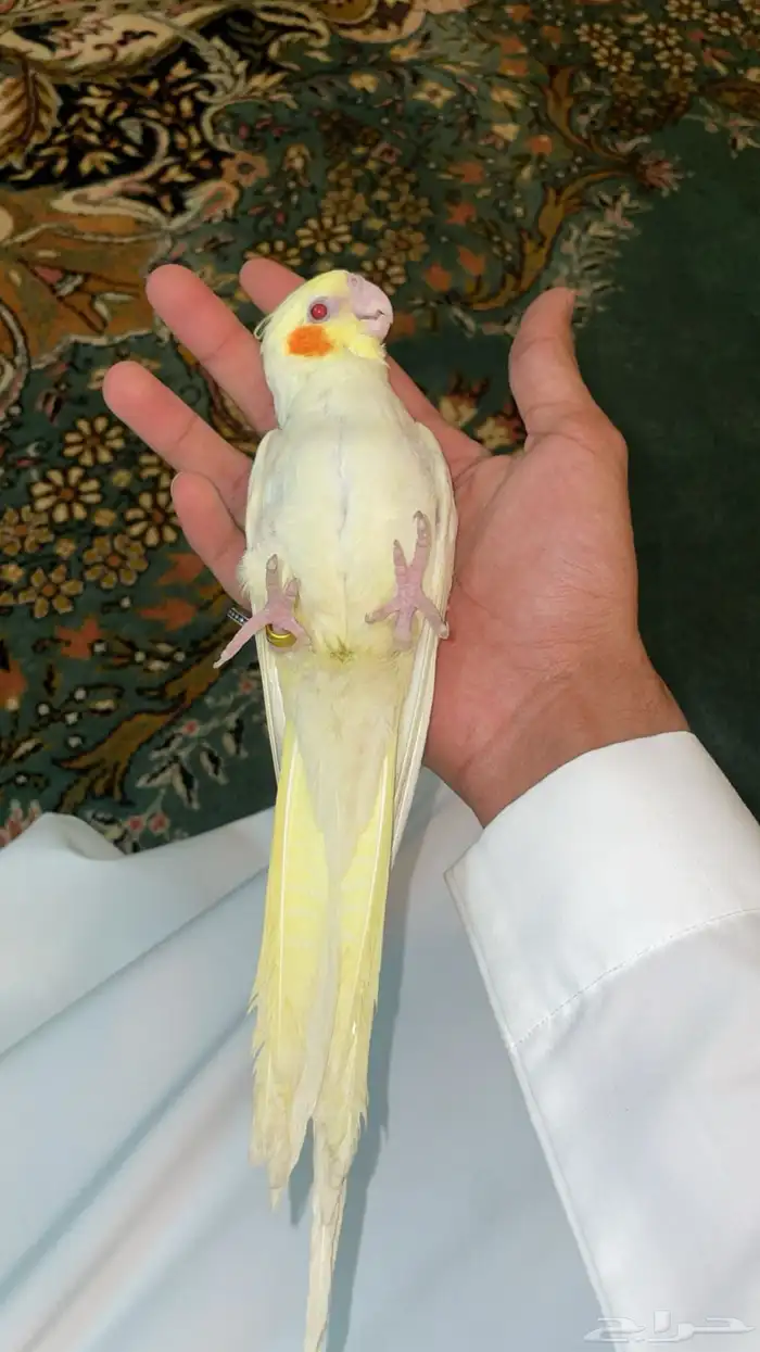 كروان لاتنيو ((تم البيع )) 5