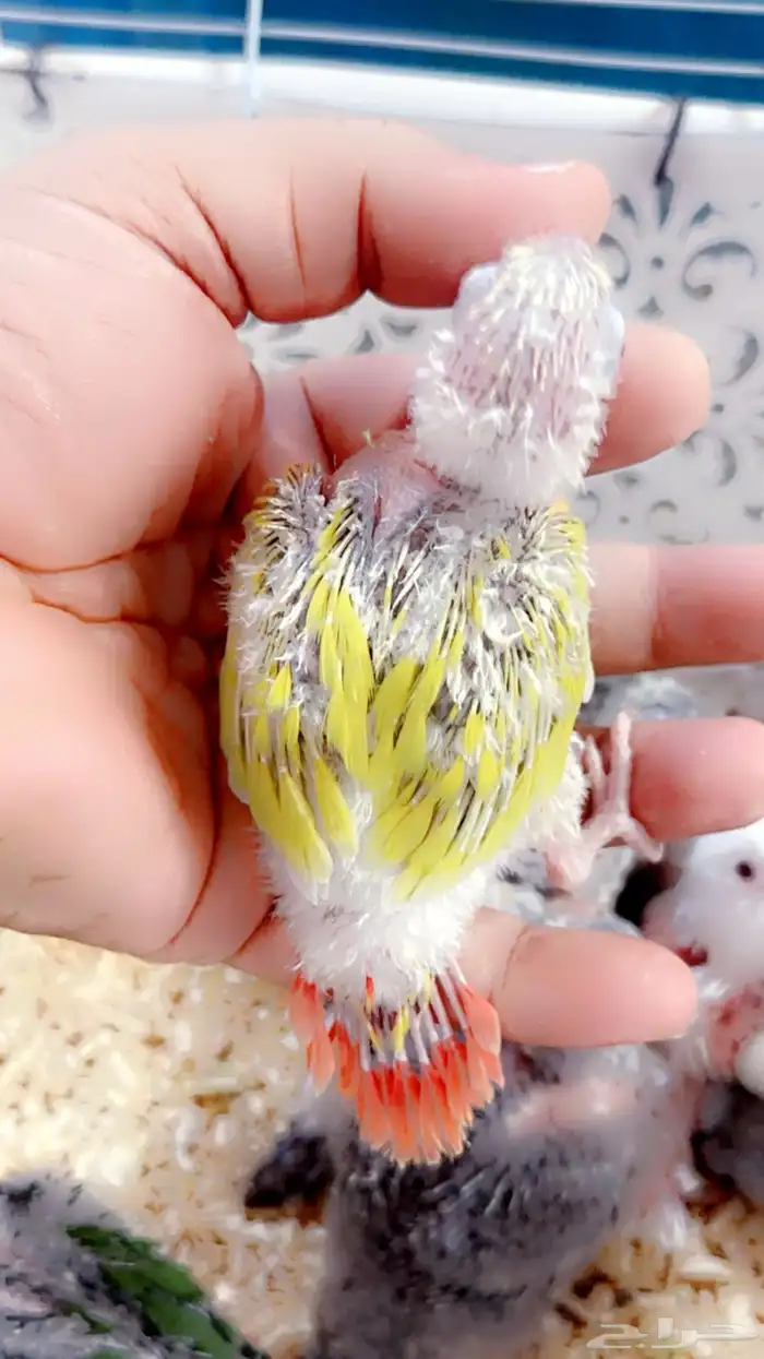 فروخ كنيور غز((تم البيع )) 7