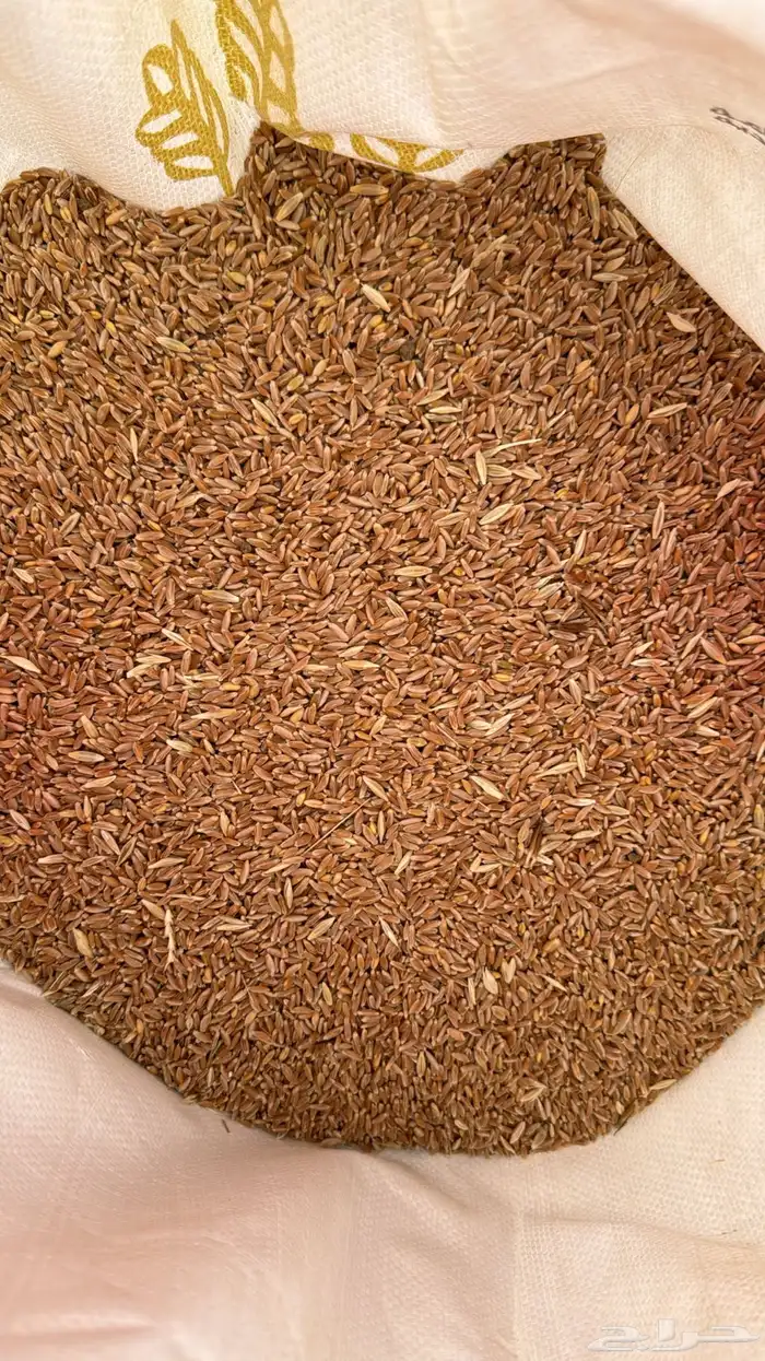 حب بر بلدي صافي عضوي درجة أولى غير معدل وراثيا 2